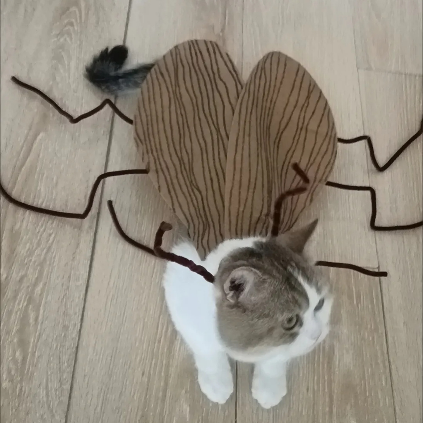Funny Cat Cockroach Costume Hilarious Pet Bug Outfit for Halloween & Creative Photo Shoots